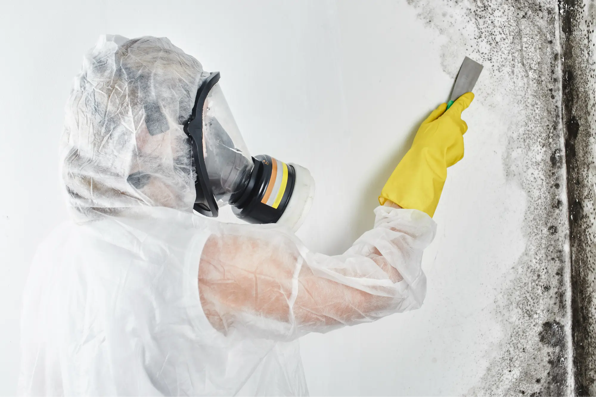 professional-disinfector-overalls-processes-walls-from-mold-with-spatula-removal-black-fungus-apartment-house-aspergillus